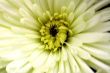 Flor de cumpleaños